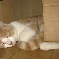 Huskat Spigo - Flyttet på en Gård <3