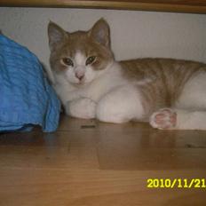 Huskat Spigo - Flyttet på en Gård <3