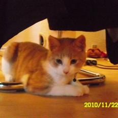 Huskat Spigo - Flyttet på en Gård <3