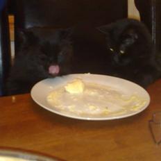 Norsk Skovkat Bamsefar