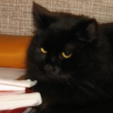 Norsk Skovkat Bamsefar