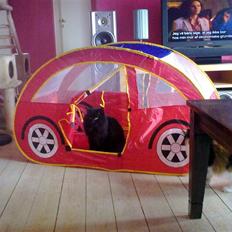 Norsk Skovkat Bamsefar