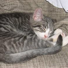 Blanding af racer Laban