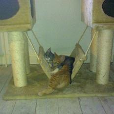 Blanding af racer Laban