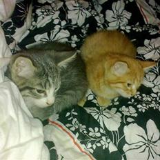 Blanding af racer Laban