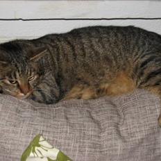 Blanding af racer Lillefis