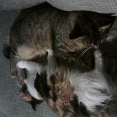 Blanding af racer Lillefis