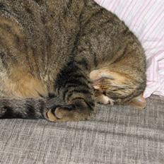 Blanding af racer Lillefis