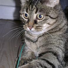 Huskat MisMolly - IKKE MIN MERE!