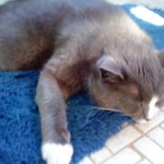 Blanding af racer Tarzan' <3