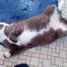 Blanding af racer Tarzan' <3