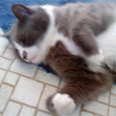 Blanding af racer Tarzan' <3