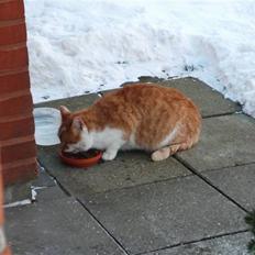 Huskat Anker bo