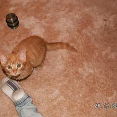 Blanding af racer Felix