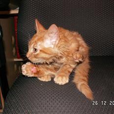 Blanding af racer Felix