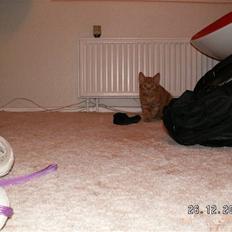 Blanding af racer Felix