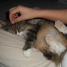 Blanding af racer Missi EFTERLYST