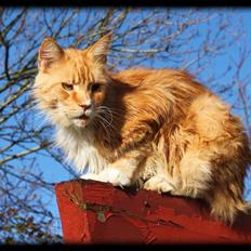 Maine Coon Lion Park's Capello