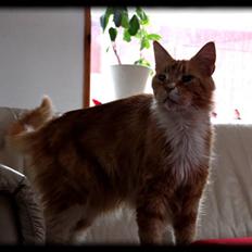 Maine Coon Lion Park's Capello