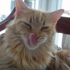 Maine Coon Prinsesse Luna