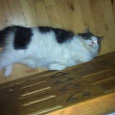 Norsk Skovkat Pjuske