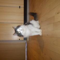 Norsk Skovkat Pjuske