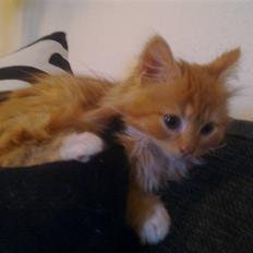 Norsk Skovkat **Sofie**