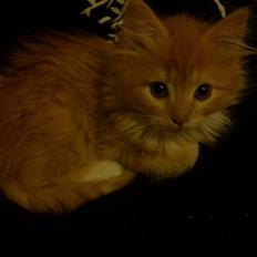 Norsk Skovkat **Sofie**