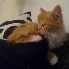 Norsk Skovkat **Sofie**