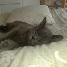 British Shorthair Nemo