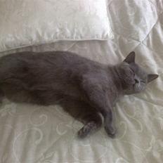 British Shorthair Nemo