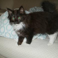 Norsk Skovkat Daisy . ER FLYTTET.