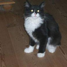 Norsk Skovkat Hubert