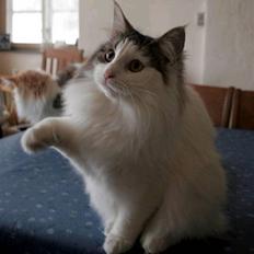 Norsk Skovkat Beauty