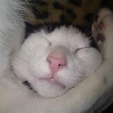 Blanding af racer Gizmo