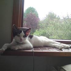 Blanding af racer Gizmo