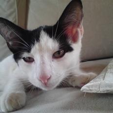 Blanding af racer Gizmo