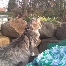 Norsk Skovkat Monique (Død)