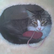 Norsk Skovkat Monique (Død)