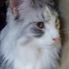 Norsk Skovkat Monique (Død)