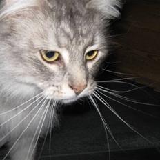 Maine Coon Ib silver