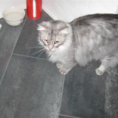 Maine Coon Ib silver