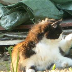 Norsk Skovkat Mads(Død)