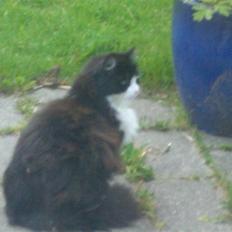 Norsk Skovkat Mads(Død)