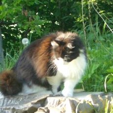 Norsk Skovkat Mads(Død)