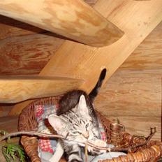 Blanding af racer O*malley