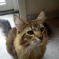 Maine Coon Gizmo