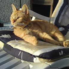 Blanding af racer Nike