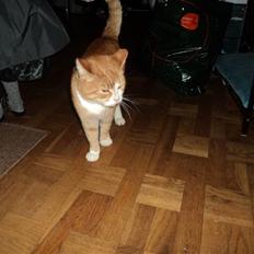 Huskat Garfield . mit alt <3