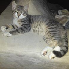 Blanding af racer Volvo